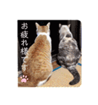 張替ねこ（個別スタンプ：9）
