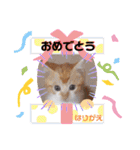 張替ねこ（個別スタンプ：10）