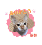 張替ねこ（個別スタンプ：11）