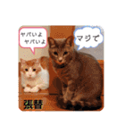 張替ねこ（個別スタンプ：23）