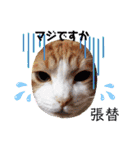 張替ねこ（個別スタンプ：24）