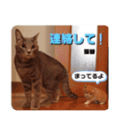 張替ねこ（個別スタンプ：31）