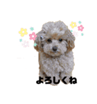 モアナとアプモナのスタンプ（個別スタンプ：12）