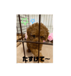 モアナとアプモナのスタンプ（個別スタンプ：17）