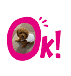 モアナとアプモナのスタンプ（個別スタンプ：20）