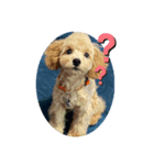 Podle Bom（個別スタンプ：6）