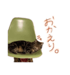 短足とらちゃんスタンプ（個別スタンプ：1）
