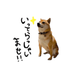 柴犬ちゃろくんの日常の言葉（個別スタンプ：1）