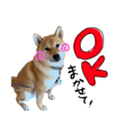 柴犬ちゃろくんの日常の言葉（個別スタンプ：2）