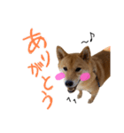 柴犬ちゃろくんの日常の言葉（個別スタンプ：5）