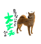 柴犬ちゃろくんの日常の言葉（個別スタンプ：6）