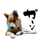 柴犬ちゃろくんの日常の言葉（個別スタンプ：7）