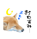 柴犬ちゃろくんの日常の言葉（個別スタンプ：8）