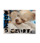 チワワのとろろくんスタンプ（個別スタンプ：23）