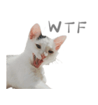 猫猫ね〜（個別スタンプ：1）
