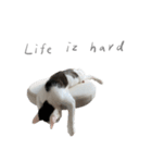 猫猫ね〜（個別スタンプ：5）