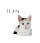 猫猫ね〜（個別スタンプ：8）