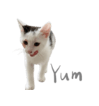 猫猫ね〜（個別スタンプ：10）