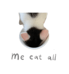 猫猫ね〜（個別スタンプ：11）