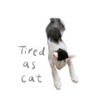 猫猫ね〜（個別スタンプ：12）