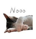 猫猫ね〜（個別スタンプ：13）