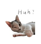 猫猫ね〜（個別スタンプ：14）