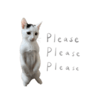 猫猫ね〜（個別スタンプ：16）