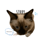 chipie3（個別スタンプ：2）