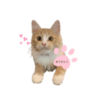 chipie3（個別スタンプ：4）