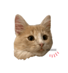 chipie3（個別スタンプ：5）