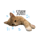 chipie3（個別スタンプ：6）