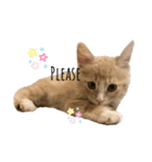 chipie3（個別スタンプ：7）