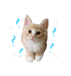 chipie3（個別スタンプ：8）