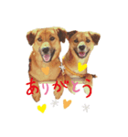 雑種犬のスタンプ（個別スタンプ：1）