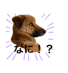 雑種犬のスタンプ（個別スタンプ：3）