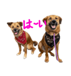 雑種犬のスタンプ（個別スタンプ：6）