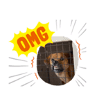 雑種犬のスタンプ（個別スタンプ：8）