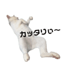 Catseyes77（個別スタンプ：1）