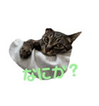 Catseyes77（個別スタンプ：3）