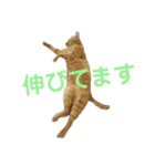 Catseyes77（個別スタンプ：4）