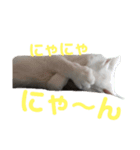 Catseyes77（個別スタンプ：5）