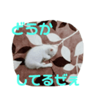 Catseyes77（個別スタンプ：8）