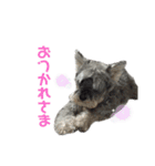 HappyCheese2020（個別スタンプ：5）