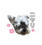 HappyCheese2020（個別スタンプ：9）