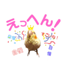 オカメインコのむぎちゃん むぎスタ（個別スタンプ：1）