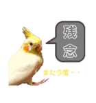 オカメインコのむぎちゃん むぎスタ（個別スタンプ：13）