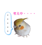 オカメインコのむぎちゃん むぎスタ（個別スタンプ：15）