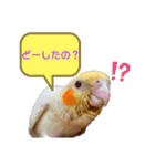 オカメインコのむぎちゃん むぎスタ（個別スタンプ：16）