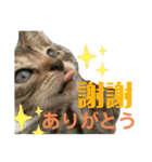 日本語と台湾語の子猫の日常スタンプ（個別スタンプ：1）