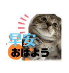 日本語と台湾語の子猫の日常スタンプ（個別スタンプ：2）